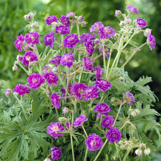 Himalaya-Geranie mit gefüllten Blüten