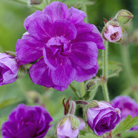 Geranium himalayense Plenum - Himalaya-Geranie mit gefüllten Blüten - Geranien