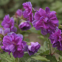 Himalaya-Geranie mit gefüllten Blüten - Geranium himalayense Plenum - Bakker
