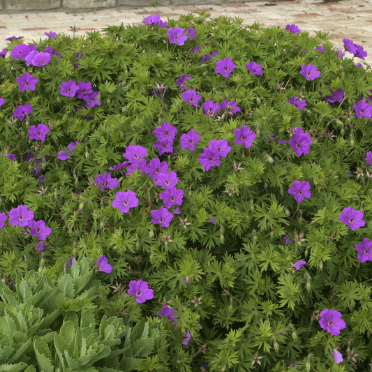 Geranie Tiny Monster - Bakker