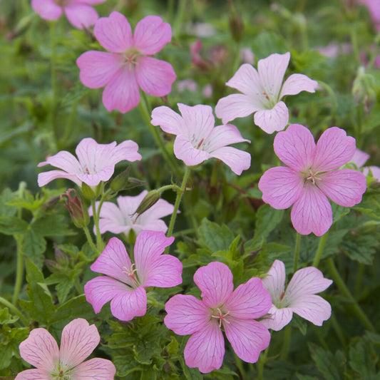 Mehrjährige Geranie Hellrosa - Bakker