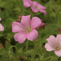 Mehrjährige Geranie Hellrosa - Geranium oxonianum Rose Clair - Bakker