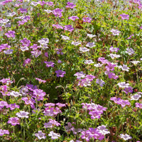 Geranien - Mehrjährige Geranie Hellrosa - Geranium oxonianum Rose Clair