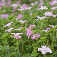 Geranium oxonianum Rose Clair - Mehrjährige Geranie Hellrosa - Geranien
