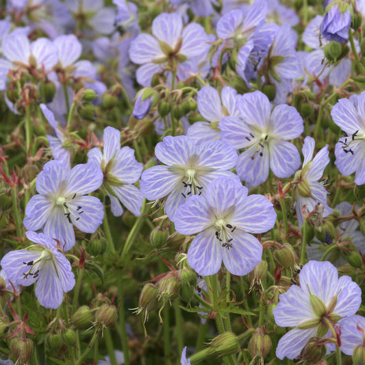 Wiesengeranie Mrs. Kendall Clark - Bakker