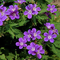 Geranium sylvaticum Mayflower - Mehrjährige Waldgeranie Mayflower - Geranien
