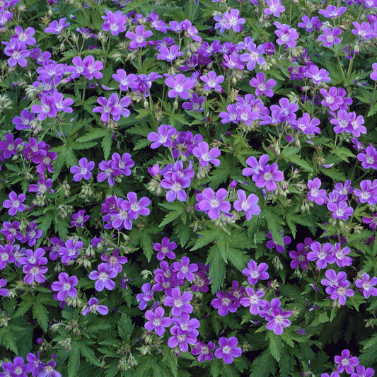 Mehrjährige Waldgeranie Mayflower - Bakker