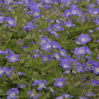 Mehrjährige Waldgeranie Mayflower - Geranium sylvaticum Mayflower - Bakker