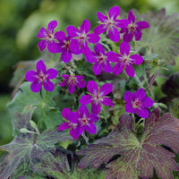 Geranium wlassovianum - Kaukasus Storchschnabel - Geranien