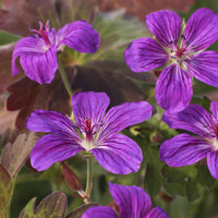Kaukasus Storchschnabel - Geranium wlassovianum - Bakker