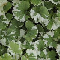 Glechoma hederacea Variegata - Gundermann 'Variegata' - 