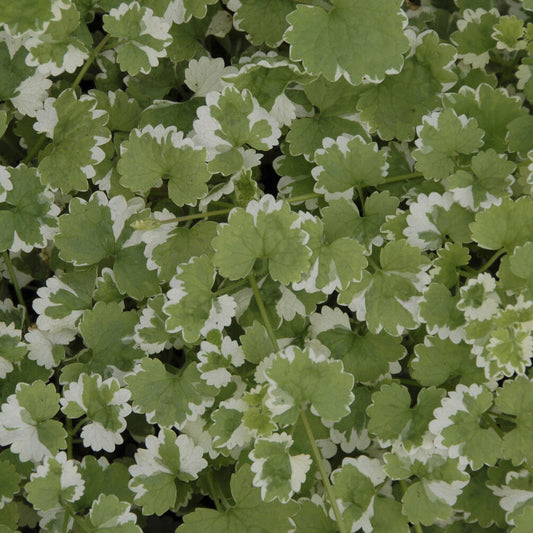 Gundermann 'Variegata' - Bakker