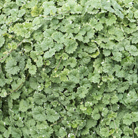  - Gundermann 'Variegata' - Glechoma hederacea Variegata