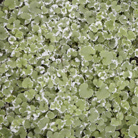 Gundermann 'Variegata' - Glechoma hederacea Variegata - Bakker