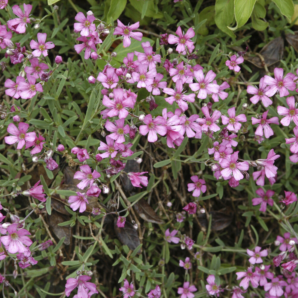 Gypsophila - Kriechendes Schleierkraut 'Rosea' - Gypsophila repens Rosea
