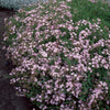 Kriechendes Gypsophila Rosea (x3) - Bakker