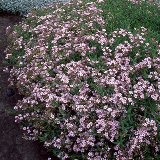 Kriechendes Gypsophila Rosea (x3)