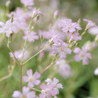 Gypsophila repens Rosea - Kriechendes Gypsophila Rosea (x3) - Stauden