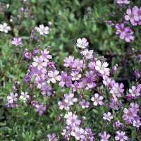 Kriechendes Gypsophila Rosea (x3) - Gypsophila repens Rosea - Bakker
