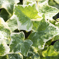 Efeu Gletscher (x3) - Hedera helix Glacier - Bakker