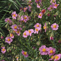 Stauden - Helianthemum Lawrensons Pink (x3) - Helianthemum Lawrenson's Pink