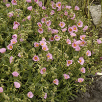 Helianthemum Lawrensons Pink (x3) - Bakker