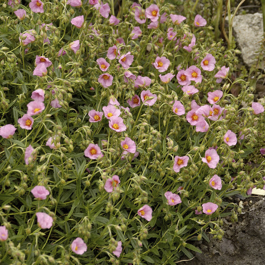 Helianthemum Lawrensons Pink (x3)