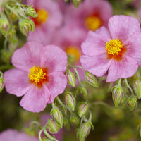 Helianthemum Lawrenson's Pink - Helianthemum Lawrensons Pink (x3) - Stauden