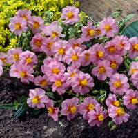 Helianthemum Lawrensons Pink (x3) - Helianthemum Lawrenson's Pink - Bakker