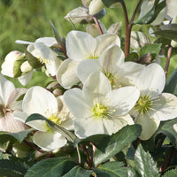 Hybrid-Helleborus Emma - Helleborus x nigercors Emma - Bakker