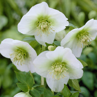 Orientalische Helleborus White Lady - Helleborus orientalis White Lady - Bakker