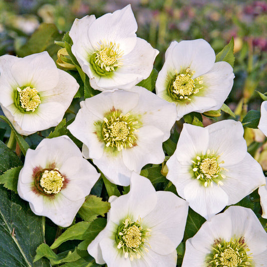 Orientalische Helleborus White Lady