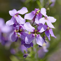 Hesperis matronalis - Nachtviole - 