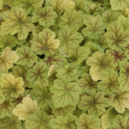 Heuchera Electra - Bakker