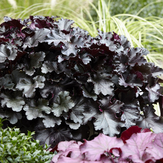 Heuchera Black Pearl