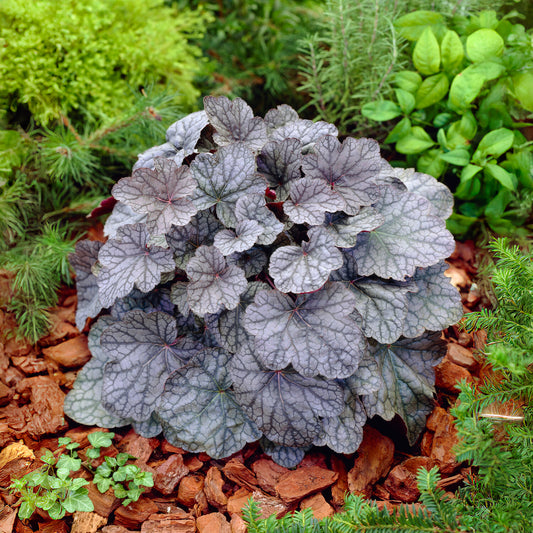 Purpurglöckchen Cascade Dawn - Bakker