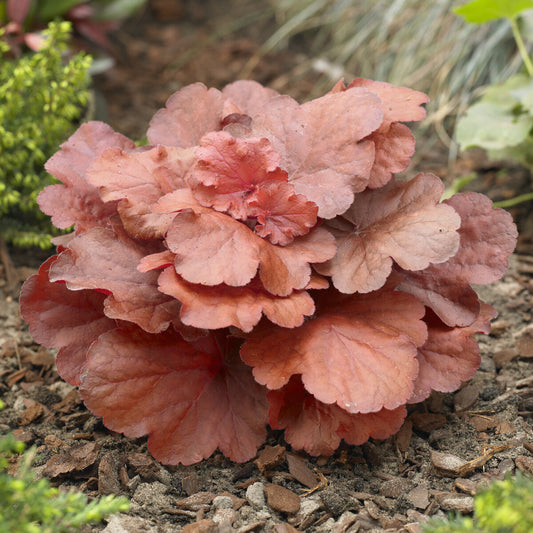 Fire Alarm Heuchera