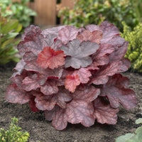 Heuchera Fire Chief - Heuchera Fire Chief - Bakker
