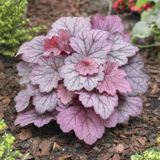 Heuchera Georgia Plum - Bakker