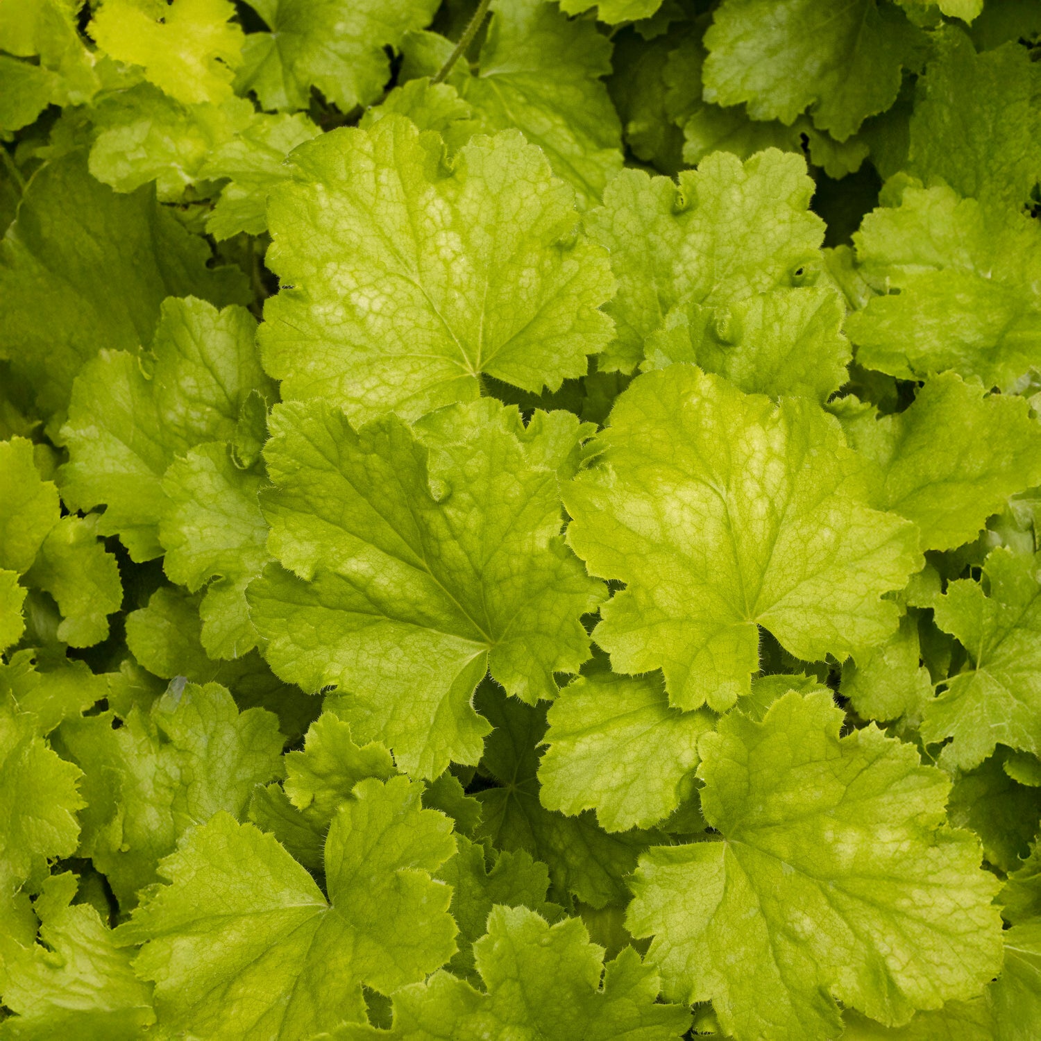 Heuchera Lemon Love - Bakker
