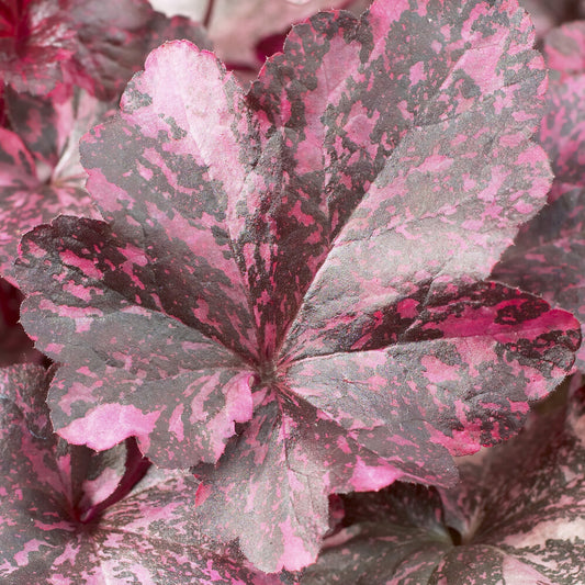 Heuchera Midnight rosa