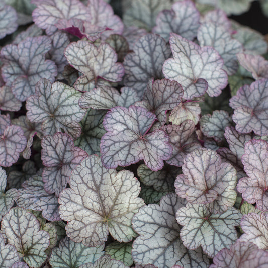 Heuchera Silver Scrolls