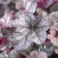 Heuchera Silver Scrolls - Heuchera Silver Scrolls - Heuchera - Purpurglöckchen