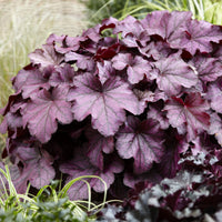 Heuchera Wild Rose - Heuchera Wild Rose - Heuchera - Purpurglöckchen