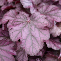 Heuchera - Purpurglöckchen - Heuchera Wild Rose - Heuchera Wild Rose