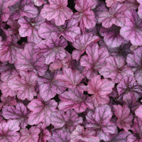 Heuchera Wild Rose - Heuchera Wild Rose - Bakker