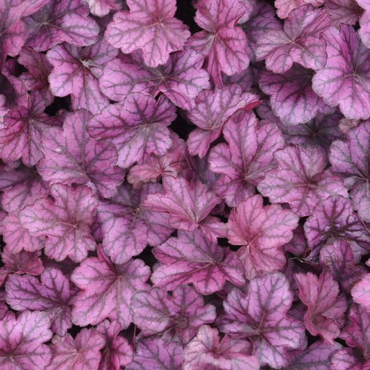 Heuchera Wild Rose