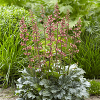 Heuchera Paris - Heuchera Paris - Heuchera - Purpurglöckchen