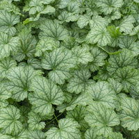 Verkauf Heuchera Paris - Heuchera Paris