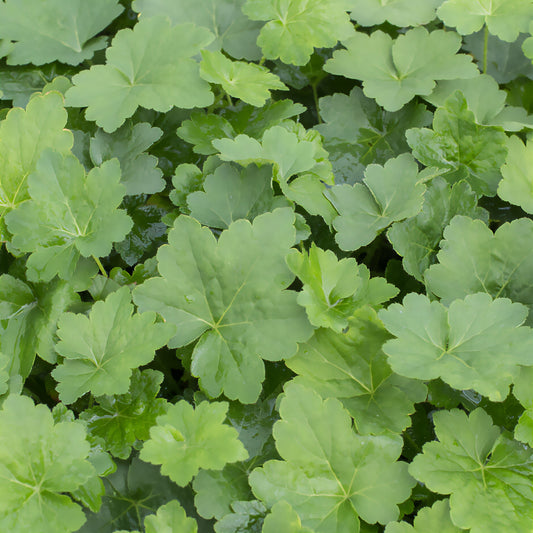 Purpurglöckchen Chantilly - Bakker